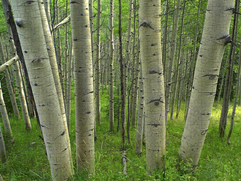 00176065 Jigsaw Puzzle featuring the photograph Aspen Forest in Spring by Tim Fitzharris