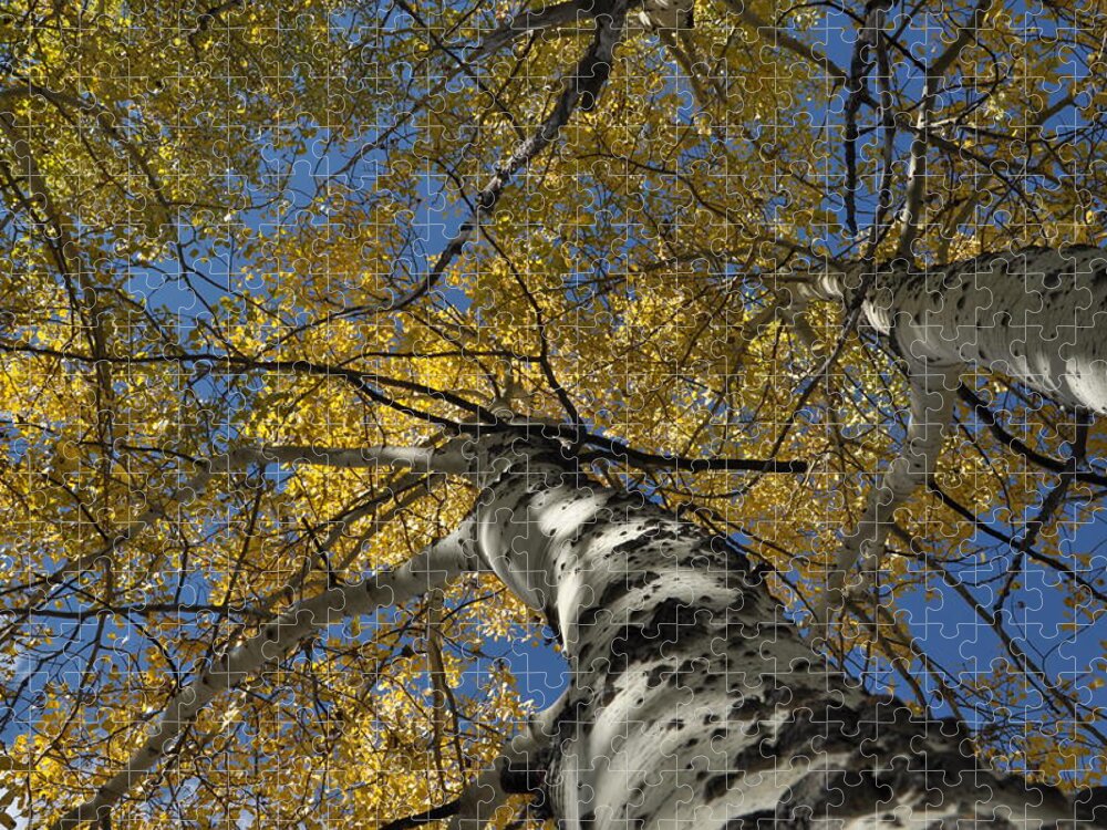 Gold Jigsaw Puzzle featuring the photograph Fall Aspen by Frank Madia