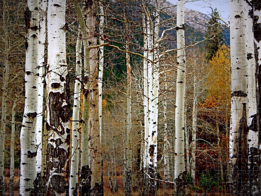 Aspen Jigsaw Puzzle featuring the photograph Aspen in the Rockies by Lynn Sprowl