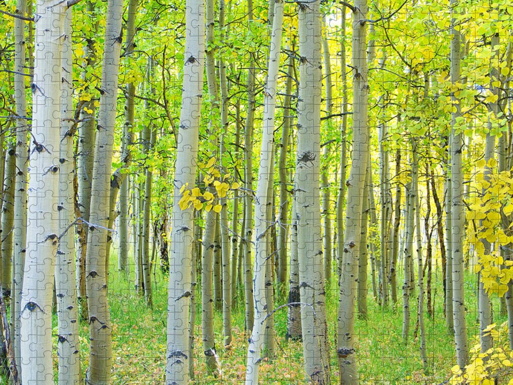 Aspens Jigsaw Puzzle featuring the photograph Aspen Tree Forest Autumn Time by James BO Insogna