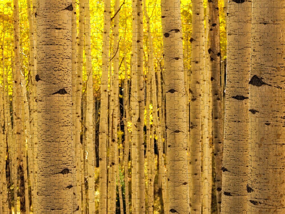 Tranquility Jigsaw Puzzle featuring the photograph Aspen Tree Trunks by Photography By Teri A. Virbickis