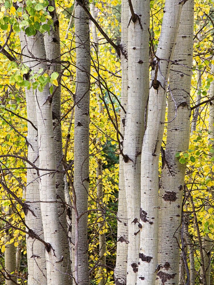 Aspen Jigsaw Puzzle featuring the photograph Aspen Trees in Autumn Color Portrait View by James BO Insogna