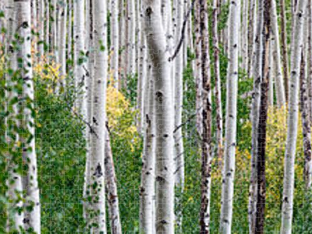 Aspen Jigsaw Puzzle featuring the photograph Aspen Trees by Steve Gadomski