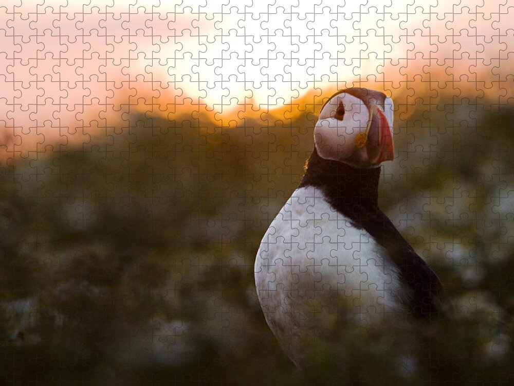 Sebastian Kennerknecht Jigsaw Puzzle featuring the photograph Atlantic Puffin At Sunrise Skomer by Sebastian Kennerknecht