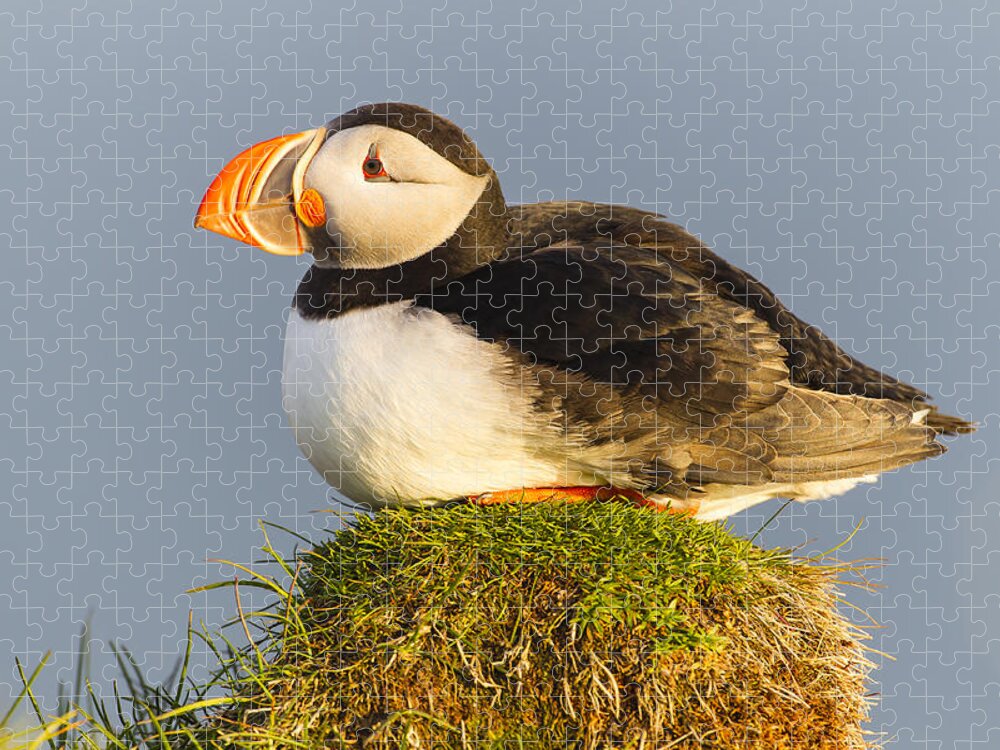 Nis Jigsaw Puzzle featuring the photograph Atlantic Puffin Iceland by Peer von Wahl