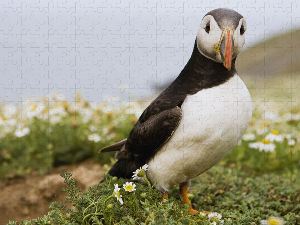 Sebastian Kennerknecht Jigsaw Puzzle featuring the photograph Atlantic Puffin In Breeding Plumage by Sebastian Kennerknecht