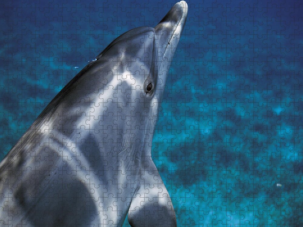 Feb0514 Jigsaw Puzzle featuring the photograph Atlantic Spotted Dolphin Bahamas by Hiroya Minakuchi