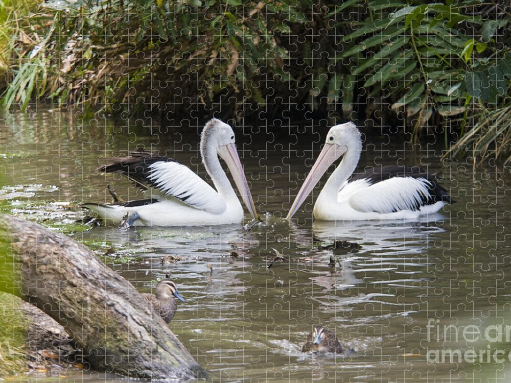 Australian Pelicans Jigsaw Puzzle featuring the photograph Australian Pelicans by William H. Mullins