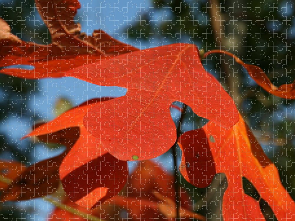 Leaf Jigsaw Puzzle featuring the photograph Autumn Attention by Neal Eslinger