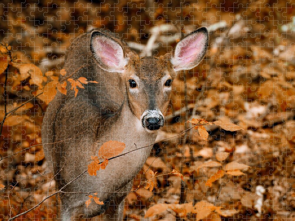 Canada Jigsaw Puzzle featuring the photograph Autumn Buck by Tracy Munson
