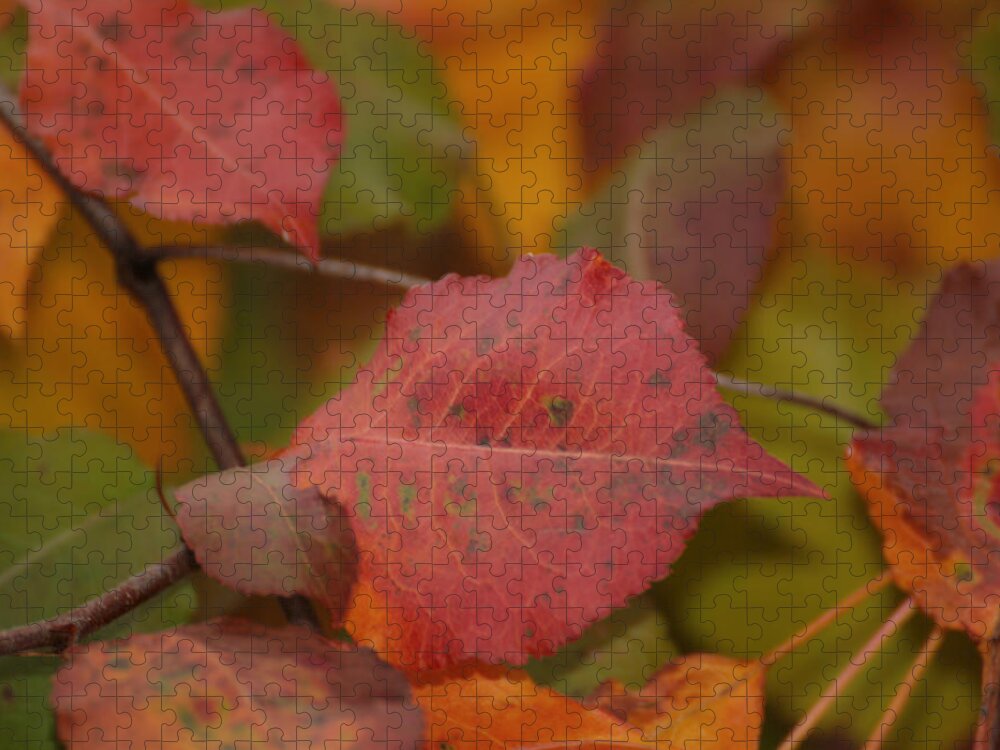 Leaves Jigsaw Puzzle featuring the photograph Autumn Crisp by Denise Beverly