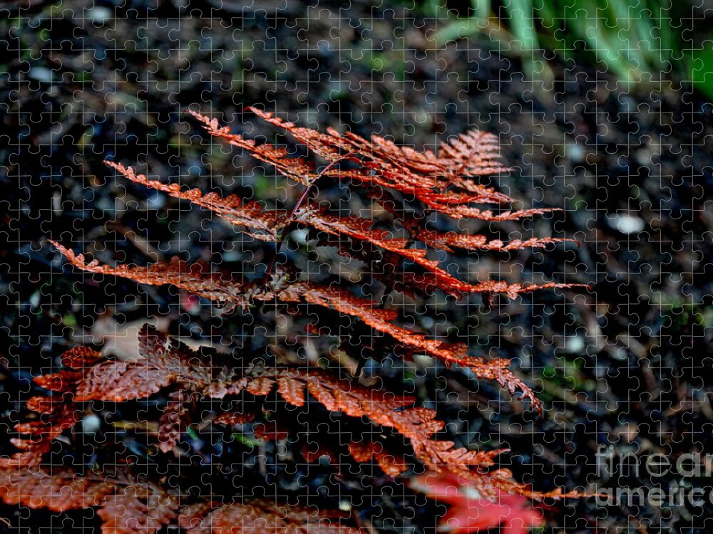 Nature Jigsaw Puzzle featuring the photograph Autumn Fern 2 by Tatyana Searcy