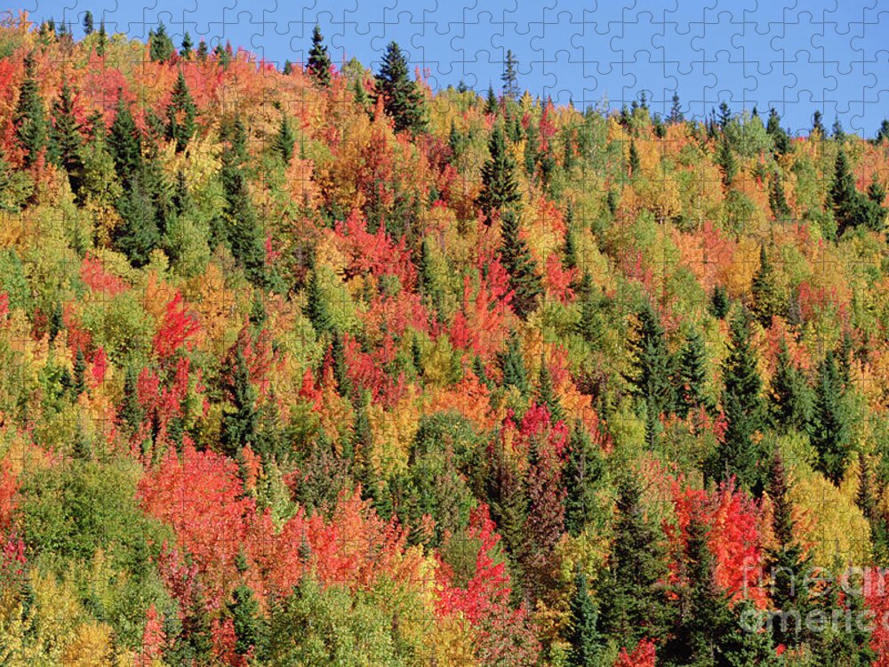 00341776 Jigsaw Puzzle featuring the photograph Autumn in Gaspesie Natl Park Quebec by Yva Momatiuk John Eastcott