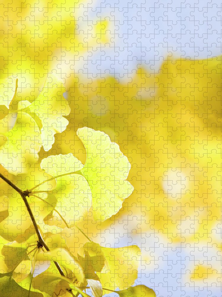 Ginkgo Tree Jigsaw Puzzle featuring the photograph Autumn Ginkgo Leaves by Ooyoo