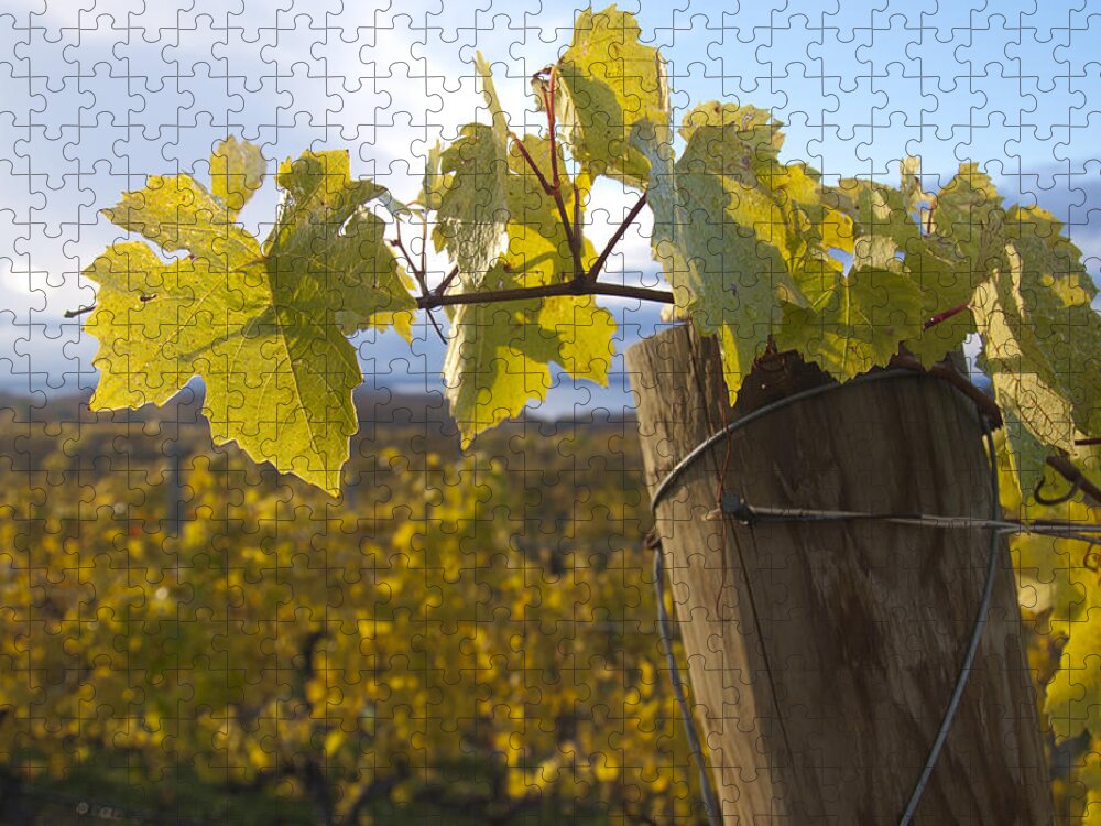Winery Jigsaw Puzzle featuring the photograph Autumn Grape Leaves by Owen Weber