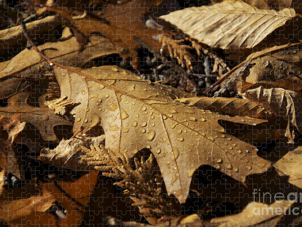 Autumn Jigsaw Puzzle featuring the photograph Autumn Leaf At Dawn by Owen Weber