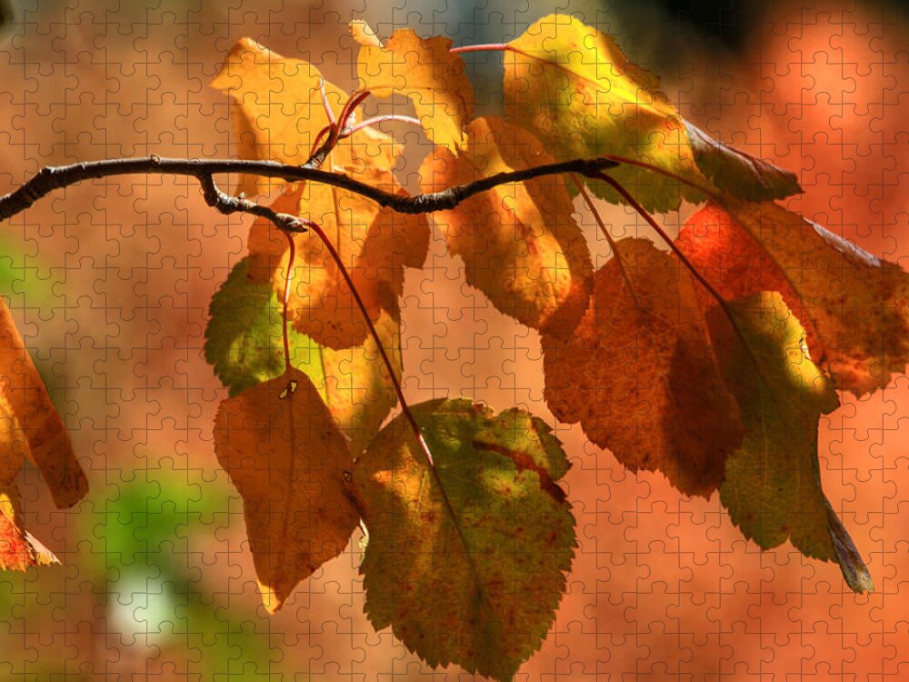 Autumn Leaves Jigsaw Puzzle featuring the photograph Autumn Leaves by Donna Kennedy