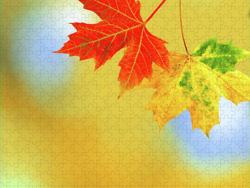 Fragility Jigsaw Puzzle featuring the photograph Autumn Leaves by Sashahaltam