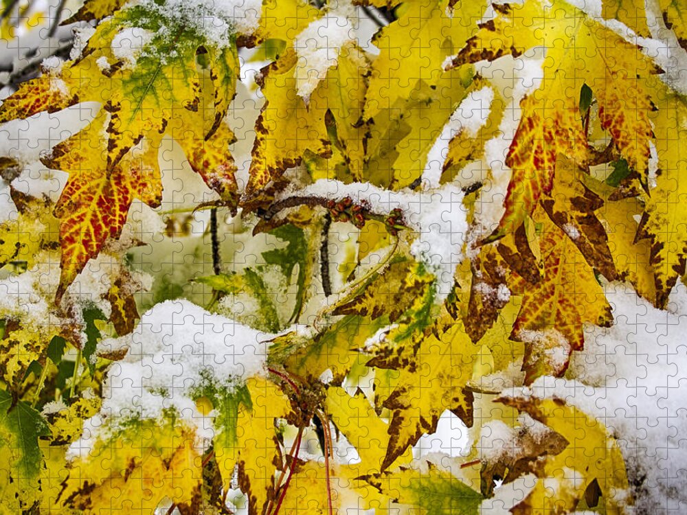 Tree Jigsaw Puzzle featuring the photograph Autumn Maple Leaves in The Snow by James BO Insogna