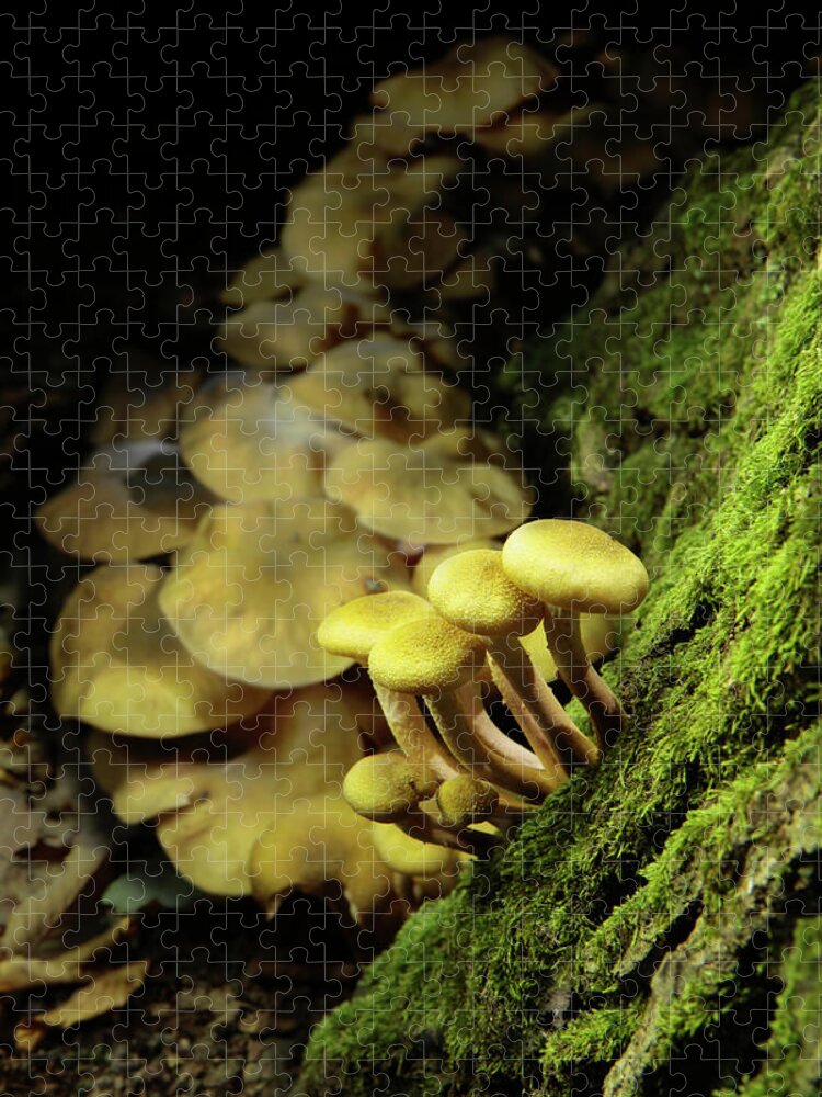 Mushroom Jigsaw Puzzle featuring the photograph Autumn Mushrooms by Bertrand Demee
