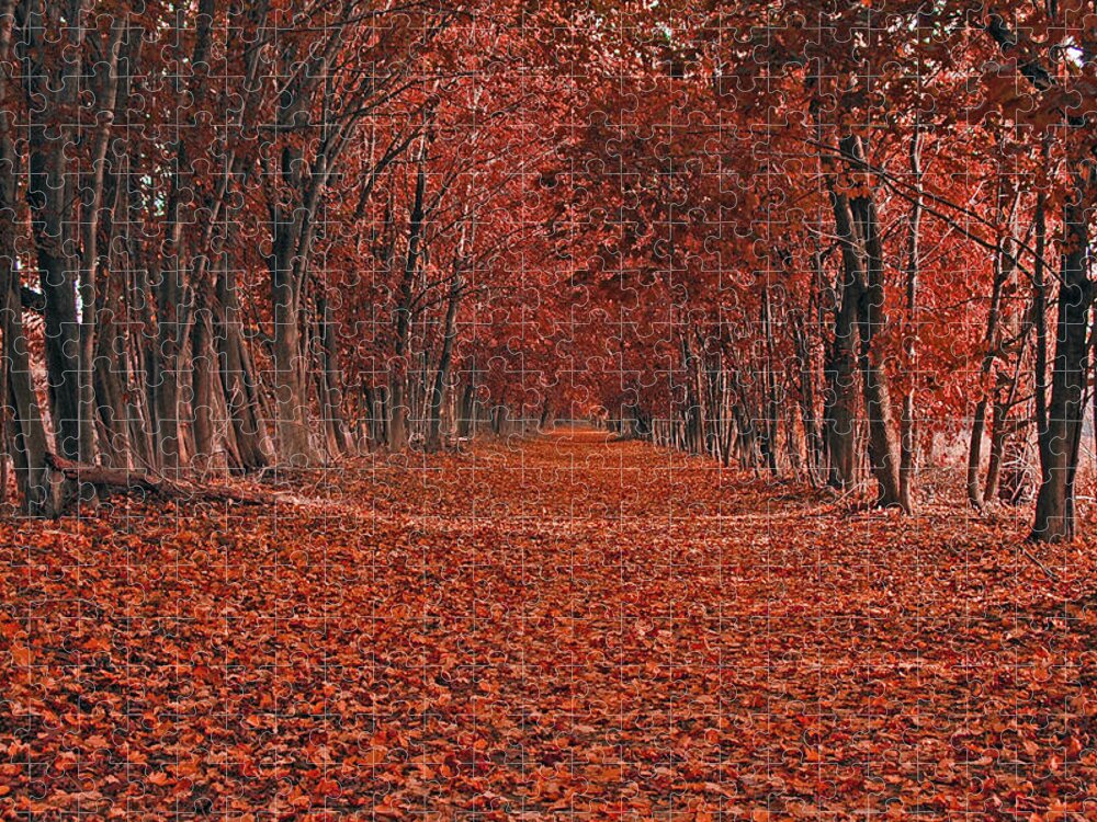 Autumn Jigsaw Puzzle featuring the photograph Autumn by Raymond Salani III
