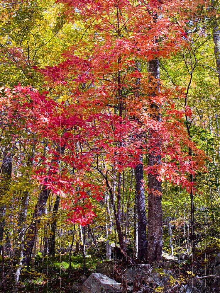 Woods Jigsaw Puzzle featuring the photograph Autumn Splender by Paul W Faust - Impressions of Light