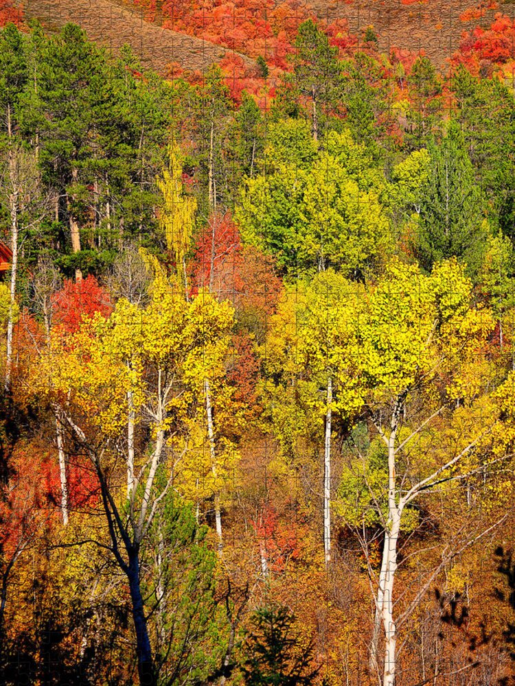 Autumn Jigsaw Puzzle featuring the photograph Autumn Splendor by Greg Norrell