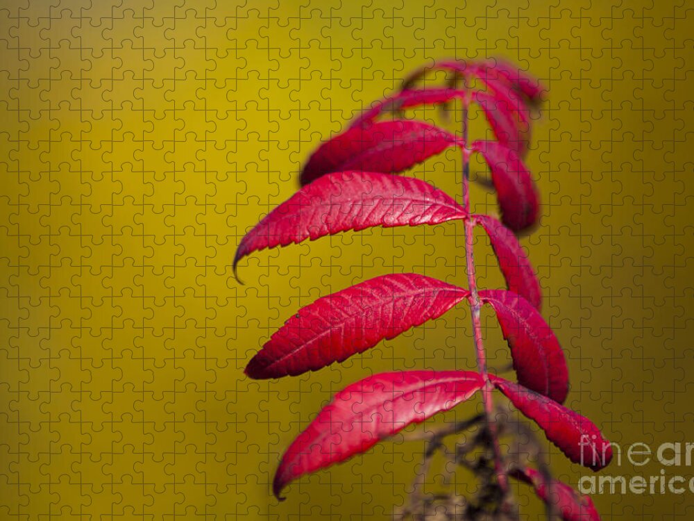 Autumn Sumac Jigsaw Puzzle featuring the photograph Autumn Sumac by Wayne Moran