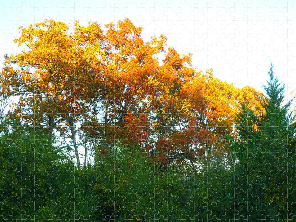 Leaf Jigsaw Puzzle featuring the photograph Autumn Sunlight by Pete Trenholm