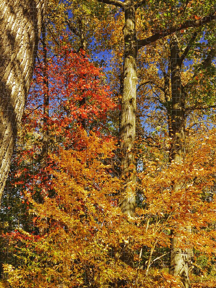 Autumn Jigsaw Puzzle featuring the photograph Autumn Trees by Kathi Isserman
