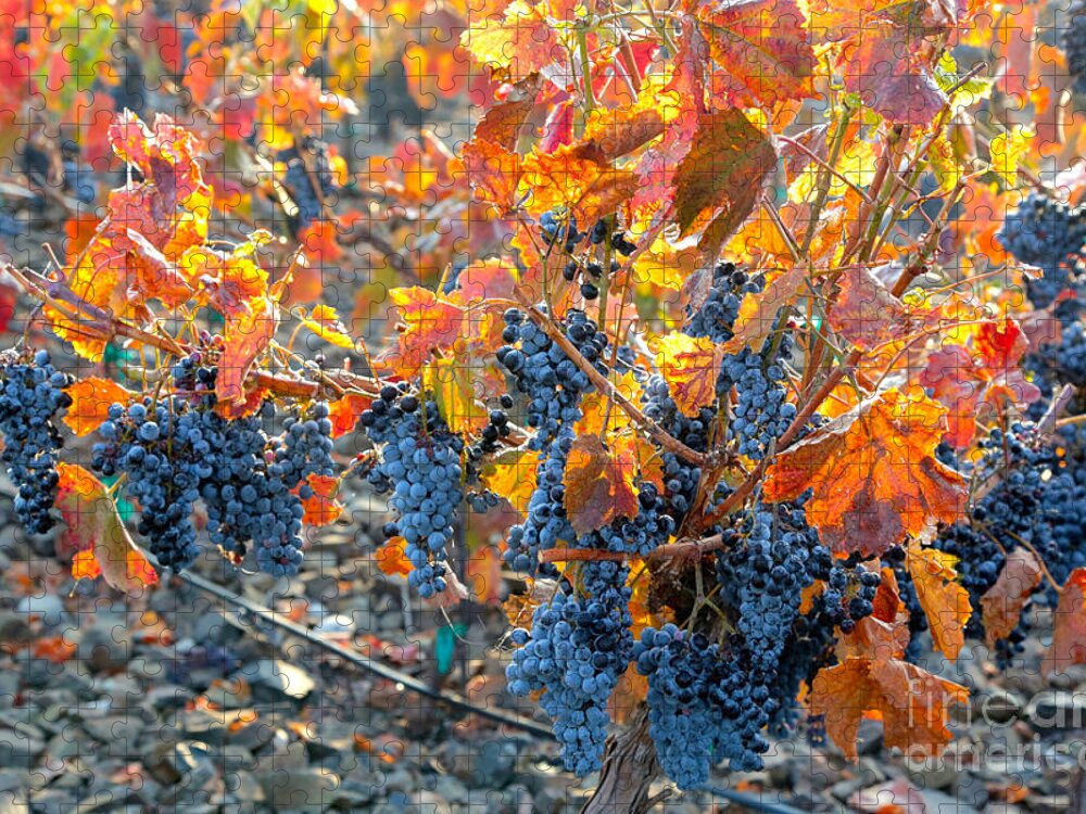 Grapes Jigsaw Puzzle featuring the photograph Autumn Vineyard Sunlight by Carol Groenen