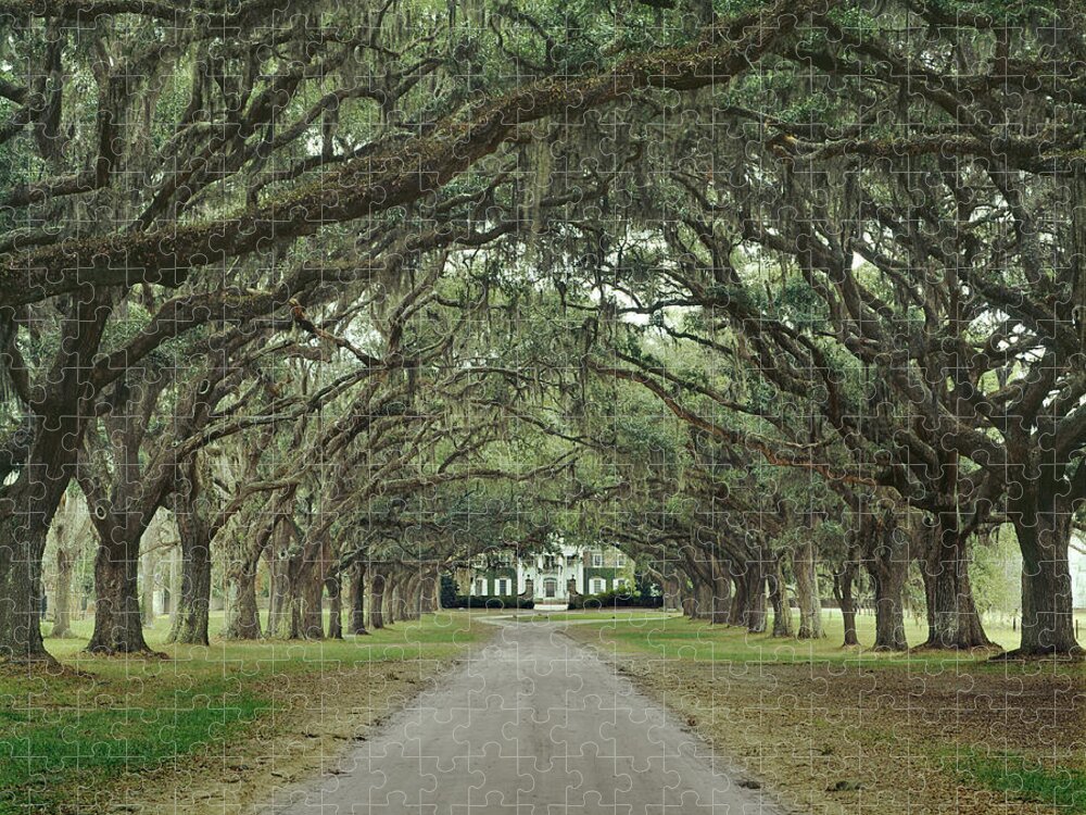 Avenue Of The Oaks Jigsaw Puzzle featuring the photograph 147706-Avenue of the Oaks by Ed Cooper Photography