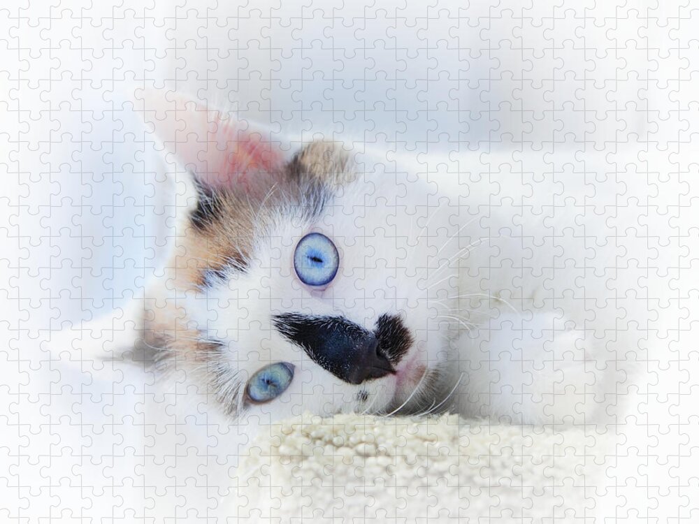 Kitten Jigsaw Puzzle featuring the photograph Baby Blue Eyes by Theresa Tahara