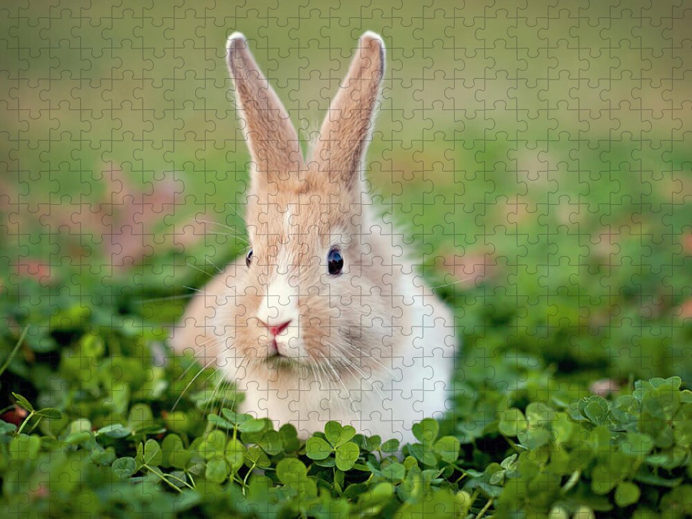 Grass Jigsaw Puzzle featuring the photograph Baby Bunny In Clover Field by Beth Simmons Photography