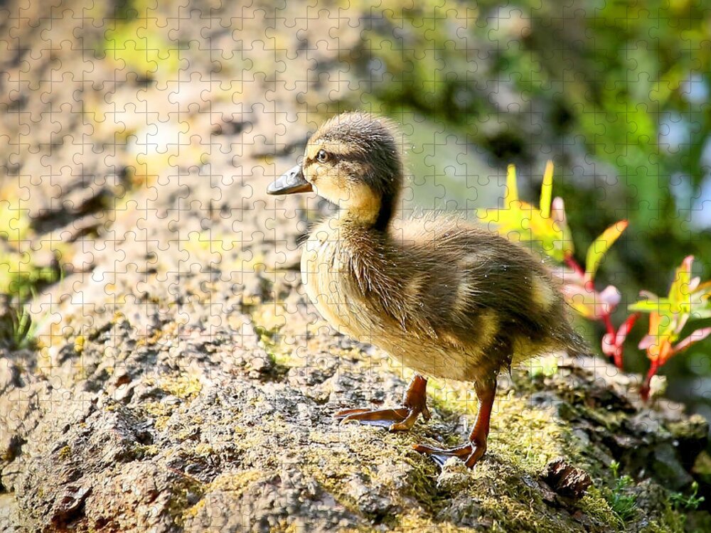 Duckling Jigsaw Puzzle featuring the photograph Baby Duckling by Athena Mckinzie
