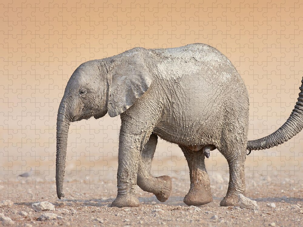 Wild Jigsaw Puzzle featuring the photograph Baby elephant by Johan Swanepoel