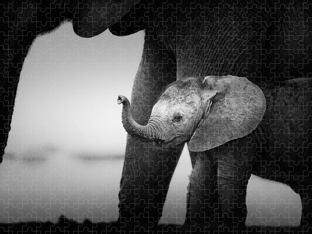 Elephant Puzzle featuring the photograph Baby Elephant next to Cow by Johan Swanepoel