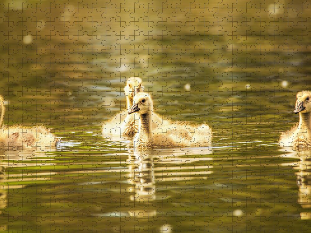 Goose Jigsaw Puzzle featuring the photograph Baby Geese On The Water by Bill and Linda Tiepelman