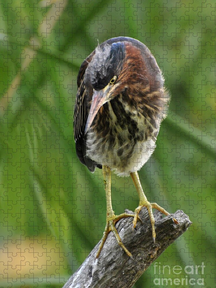 Heron Jigsaw Puzzle featuring the photograph Baby Greenbacked Heron by Kathy Baccari