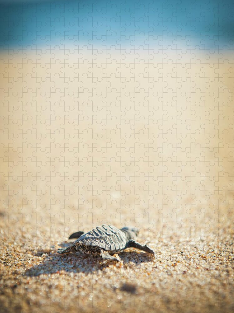 Shadow Jigsaw Puzzle featuring the photograph Baby Pacific Green Sea Turtle Heads For by Stephen Simpson