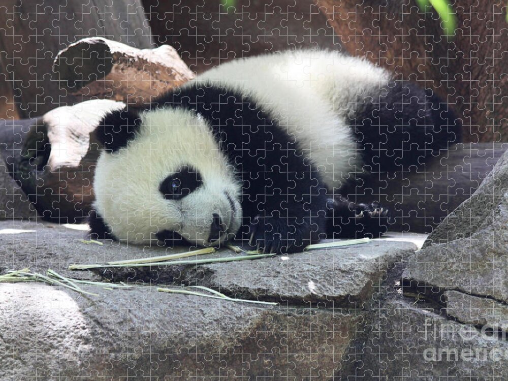 Baby Panda Jigsaw Puzzle featuring the photograph Baby Panda by John Telfer