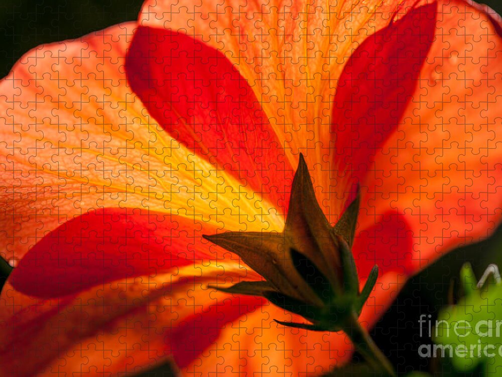 Flower Jigsaw Puzzle featuring the photograph Back Lit by Dale Powell