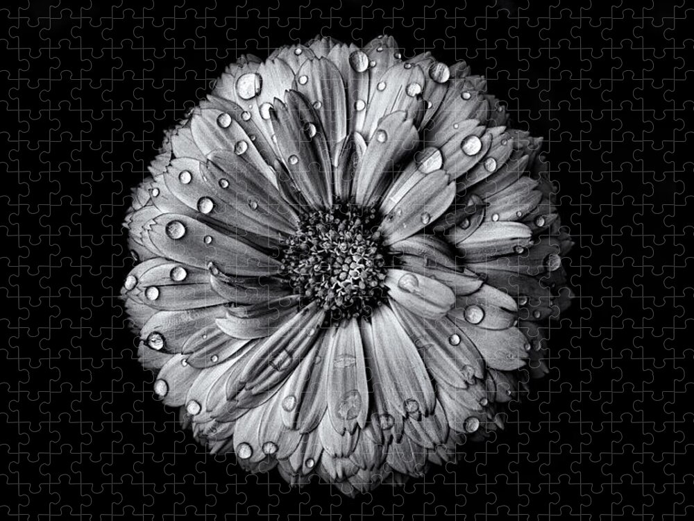 Abstract Jigsaw Puzzle featuring the photograph Backyard Flowers In Black And White No 10 by Brian Carson