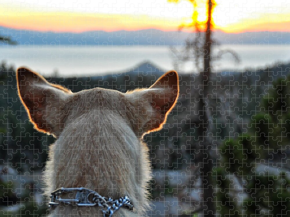 Bailey Jigsaw Puzzle featuring the photograph Bailey and Sunset - Lake Tahoe - Nevada by Bruce Friedman