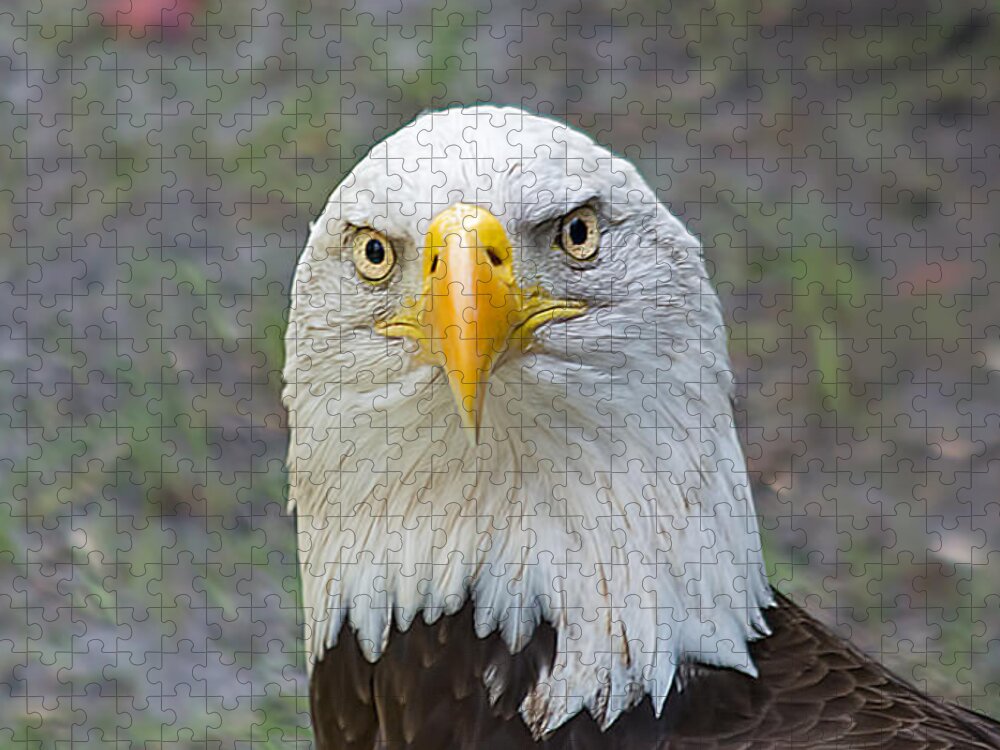 Wildlife Jigsaw Puzzle featuring the photograph Bald Eagle 2 by Kenneth Albin