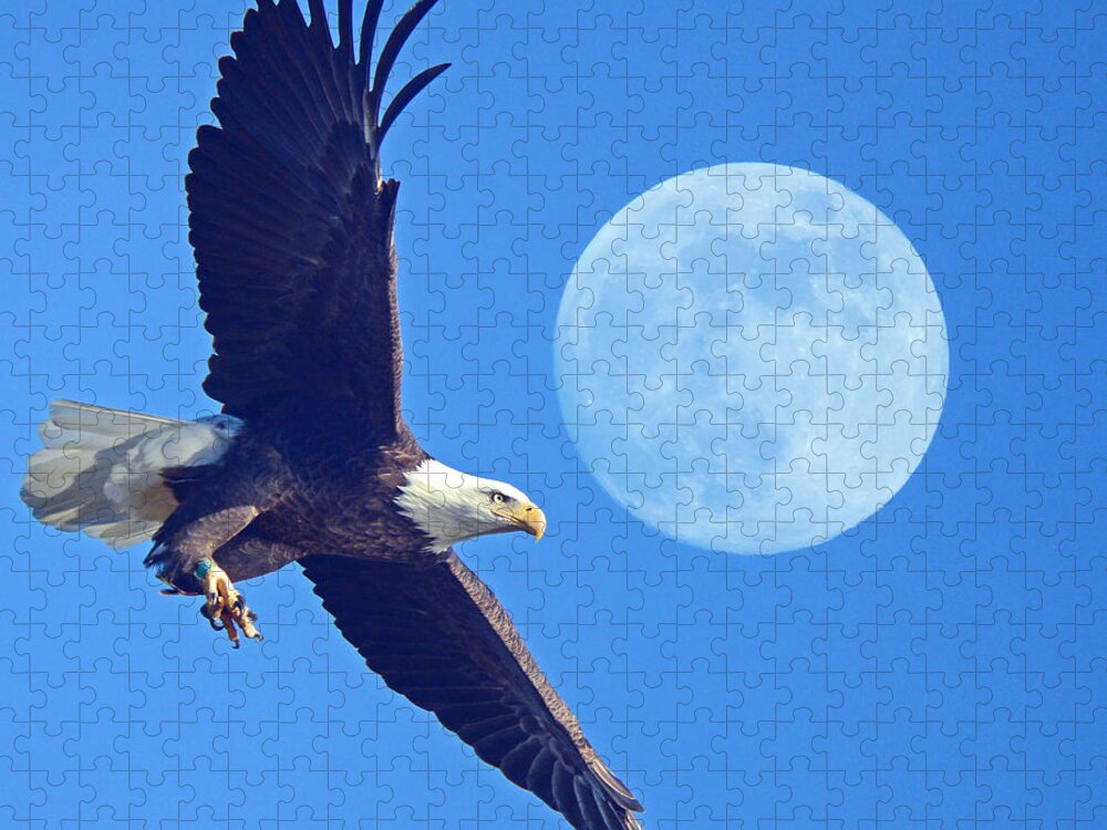 Bald Eagle And Full Moon Jigsaw Puzzle featuring the photograph Bald Eagle and Full Moon by Raymond Salani III