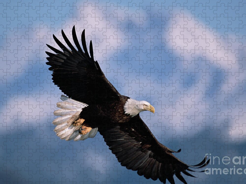 00343849 Jigsaw Puzzle featuring the photograph Bald Eagle Flying, Kachemak Bay by Yva Momatiuk John Eastcott
