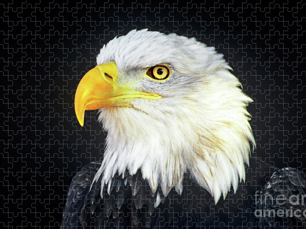 Bald Eagle Jigsaw Puzzle featuring the photograph Bald Eagle Hailaeetus Leucocephalus Wildlife Rescue by Dave Welling