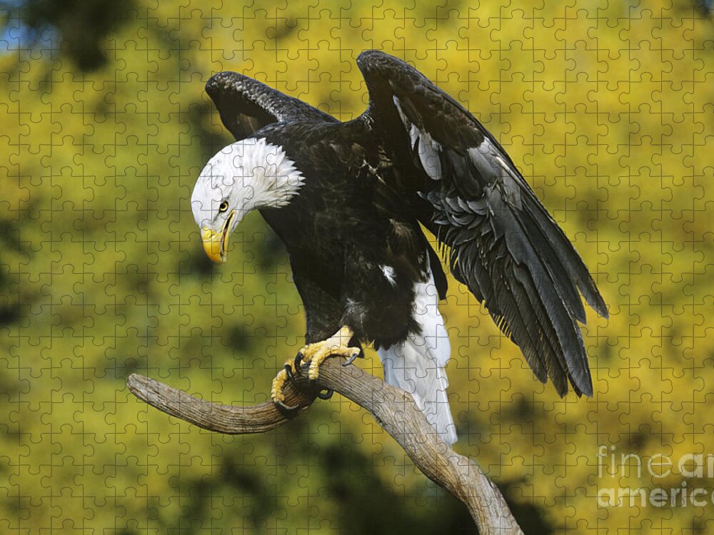 North America Wildlife Jigsaw Puzzle featuring the photograph Bald Eagle in Perch Wildlife Rescue by Dave Welling