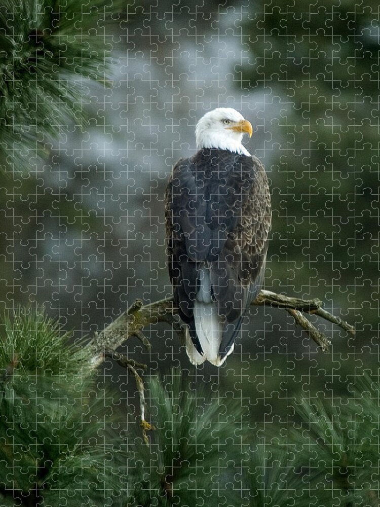 Bald Eagle Jigsaw Puzzle featuring the photograph Bald Eagle in Tree by Paul DeRocker